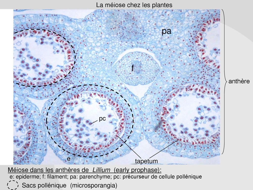 BIO1540 Lab 5 Méiose ppt télécharger